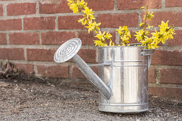 Yellow forsythia bush clippings in a tin watering can