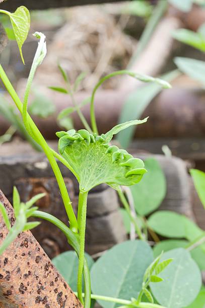 istock green ivy leaves 471802910