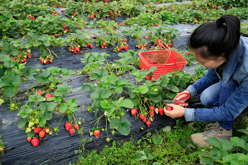 hands picking strawberry at gardenhands picking strawberry at garden