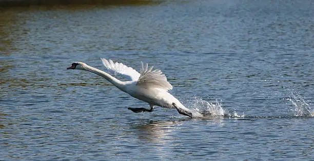 Photo of Mute swan takes off during chase