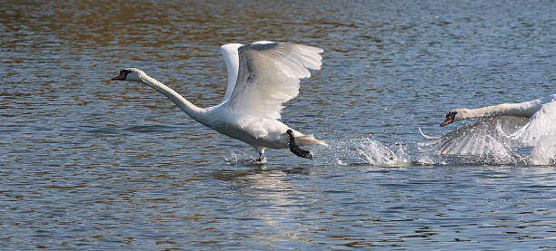 istock Mute swan chase is on 471803254