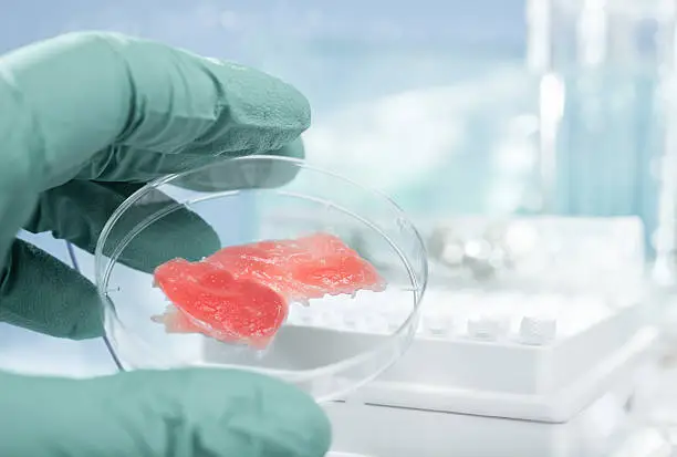 Meat grown up in laboratory conditions in a plastic dish