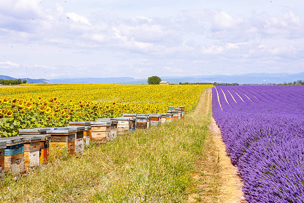 istock Bee hives on lavender fields, near Valensole, Provence. 471803546