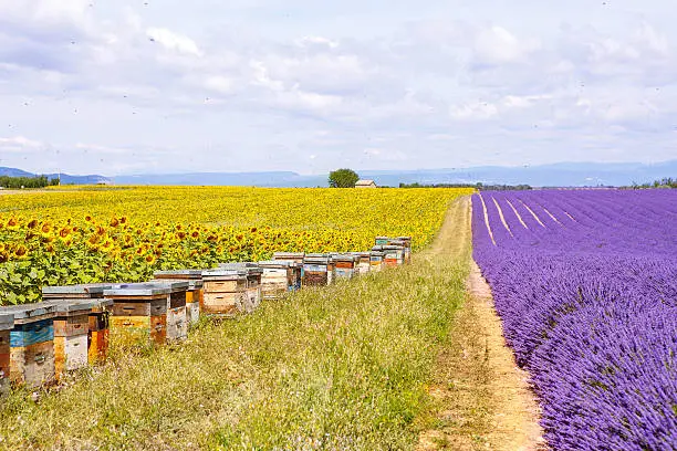 Photo of Bee hives on lavender fields, near Valensole, Provence.