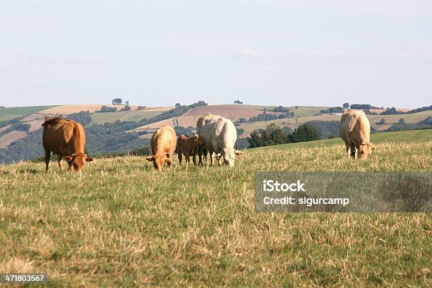 Chicago Bulls Und Kühe Auf Einer Wiese Aveyron Frankreich Europa Stockfoto und mehr Bilder von Agrarbetrieb