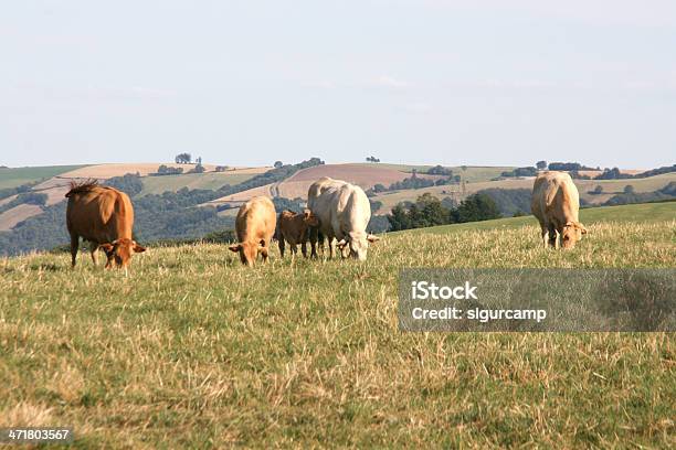 Bulls Y De Vacas En Un Prado Aveyron Francia Europa Foto de stock y más banco de imágenes de Agricultura