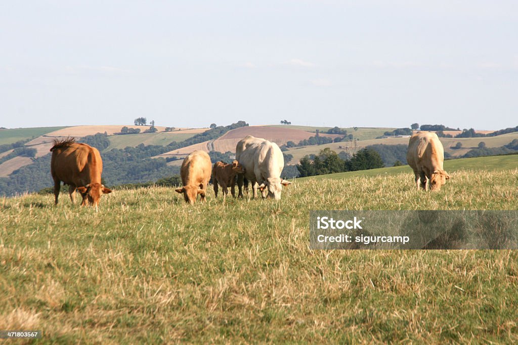 불스의 및 소 만들진 메도, 아베롱, 프랑스, 유럽 - 로열티 프리 갈색 스톡 사진