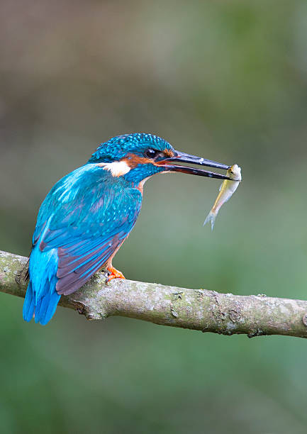istock Male Kingfisher perching (Alcedo atthis) with a small minow 471803691