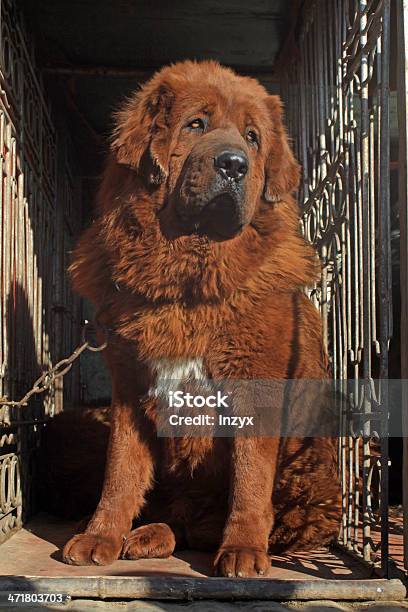 Mastim Tibetano - Fotografias de stock e mais imagens de Mastim tibetano - Mastim tibetano, Agressão, Animal