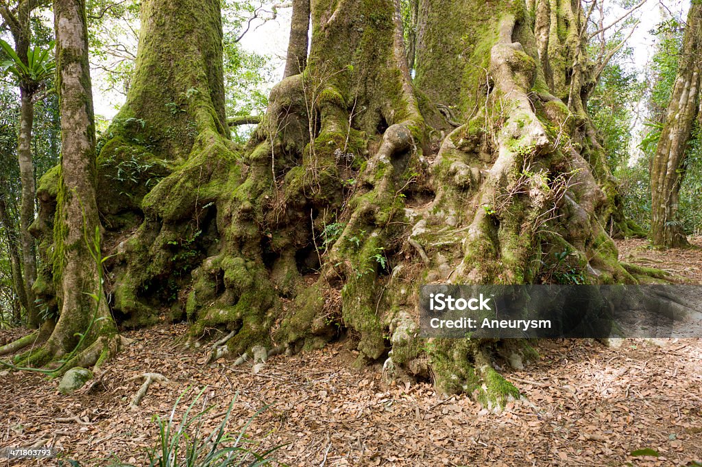 Antarctic Beech Located at the Springbrook National Park near the Best of All Lookout.  Some of these trees are more than 2000 years old Ancient Stock Photo