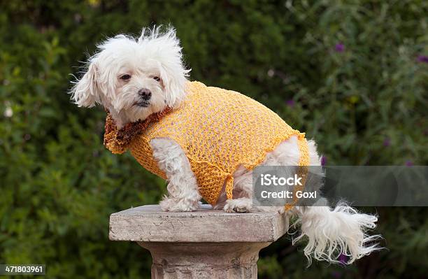 犬服 - かわいがられているペットのストックフォトや画像を多数ご用意 - かわいがられているペット, よそいきの服, エンタメ総合