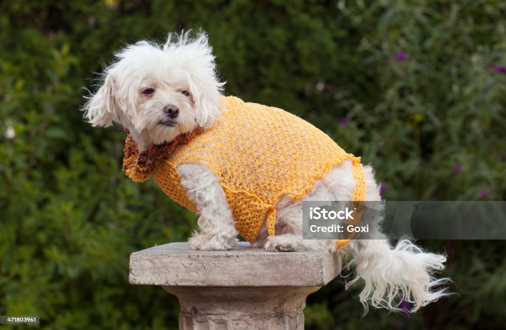 Cão com roupas - Foto de stock de Animal royalty-free