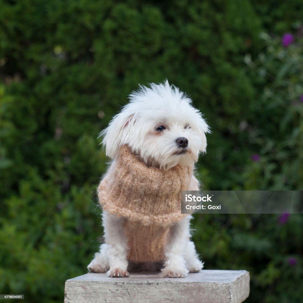 犬、服 - かわいがられているペットのロイヤリティフリーストックフォト