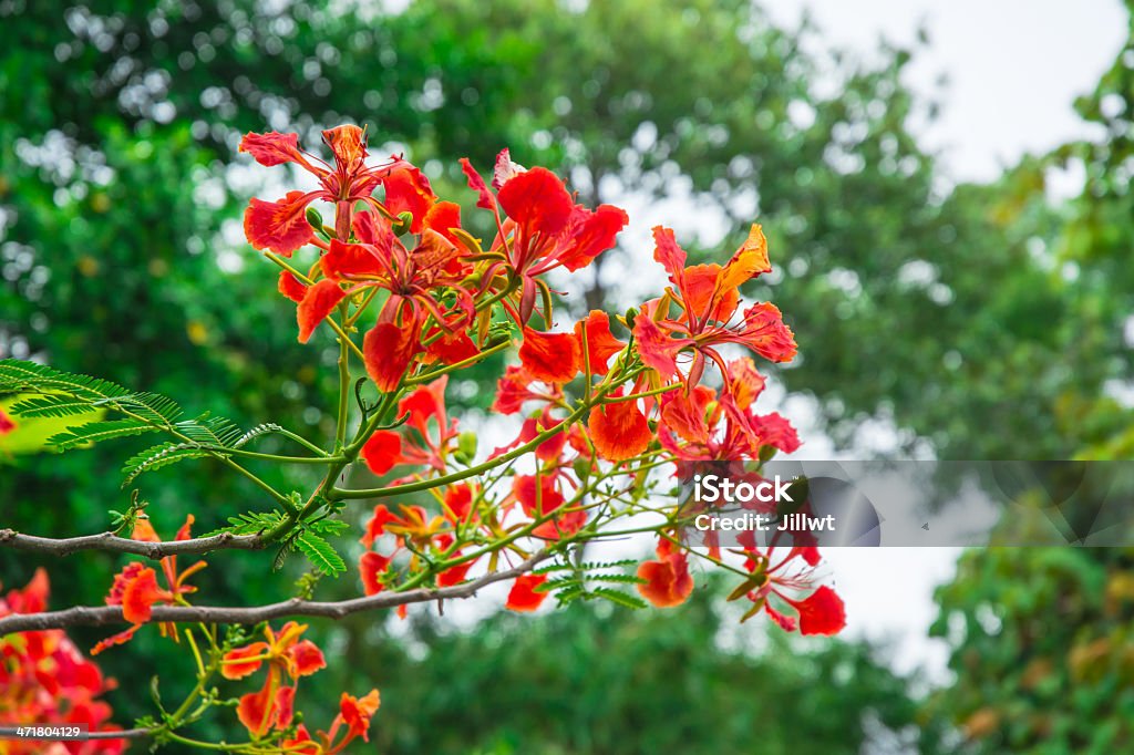 red flor florescendo - Foto de stock de Abstrato royalty-free
