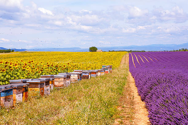 istock Bee hives on lavender fields, near Valensole, Provence. 471804900