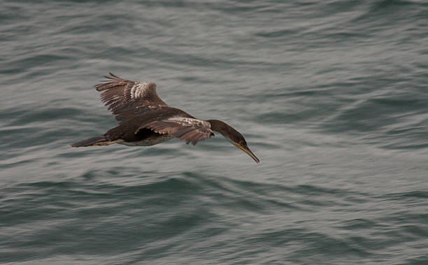 krähenscharbe  - crested cormorant stock-fotos und bilder
