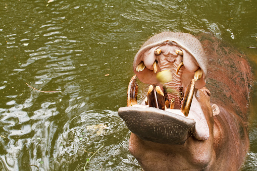 hippopotamus open mouth