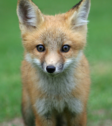 Close up of a Red Fox Kit.  Location is NE Mississippi in Monroe County.  Picture taken in 2006.