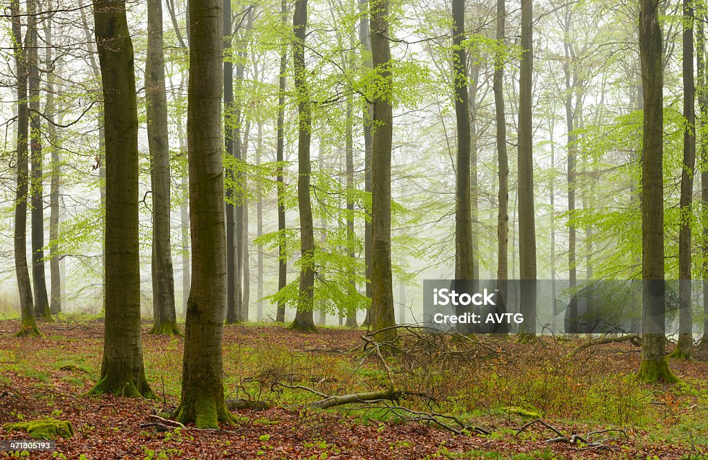 Foggy natürlichen Buche Wald im Frühjahr - Lizenzfrei Ast - Pflanzenbestandteil Stock-Foto
