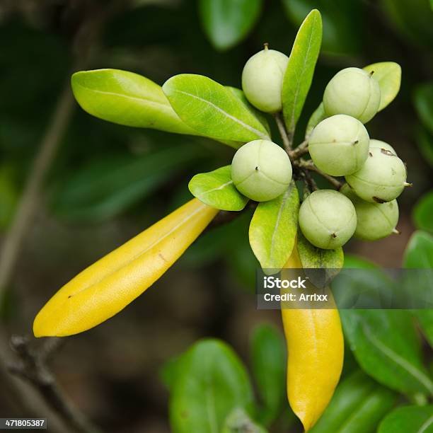 Rhododendron Frutta - Fotografie stock e altre immagini di Autunno - Autunno, Capsula, Estate