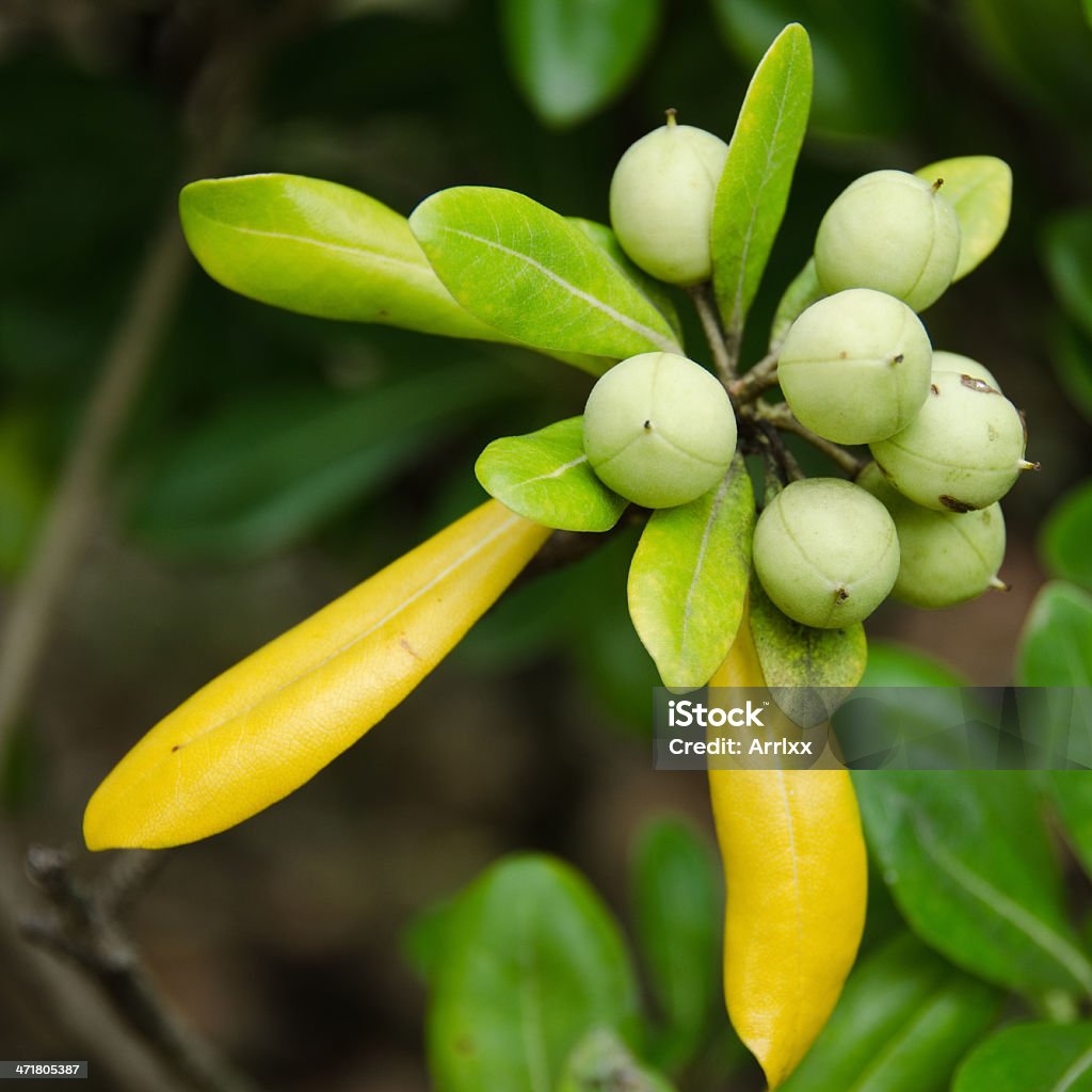 Rododendro Frutos - Royalty-free Amarelo Foto de stock