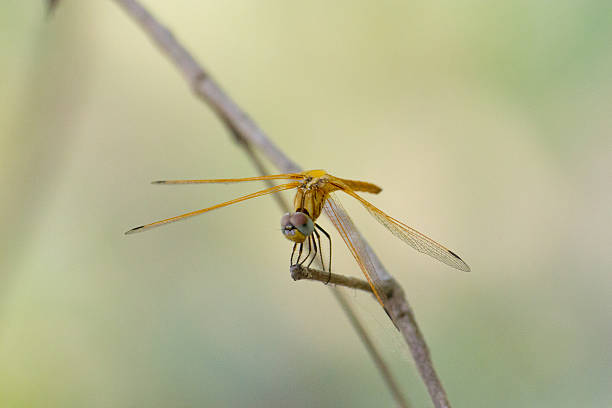 Dragonfly Calopteryx syriaca (male) on a plant Dragonfly Calopteryx syriaca (male) on a plant calopteryx syriaca stock pictures, royalty-free photos & images