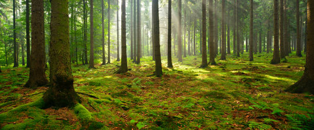 moss e samambaia em iluminado pela luz natural árvore de abeto - forest fern glade copse imagens e fotografias de stock