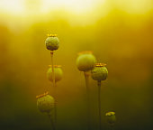 opium poppy pods at sunset