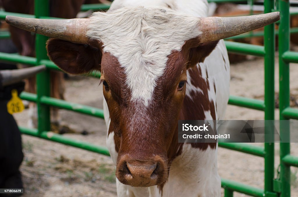 Hereford taureau avec des cornes - Photo de Blanc libre de droits