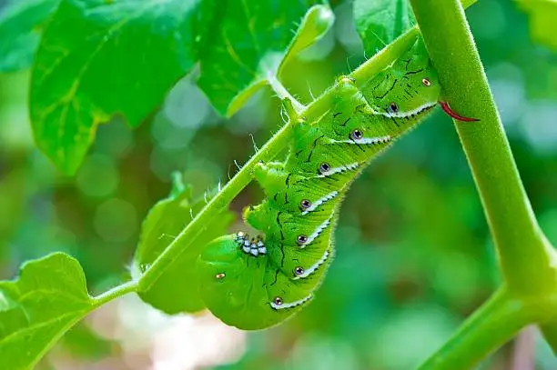 macro of tomato hornworm  eating tomato plant in my garden.