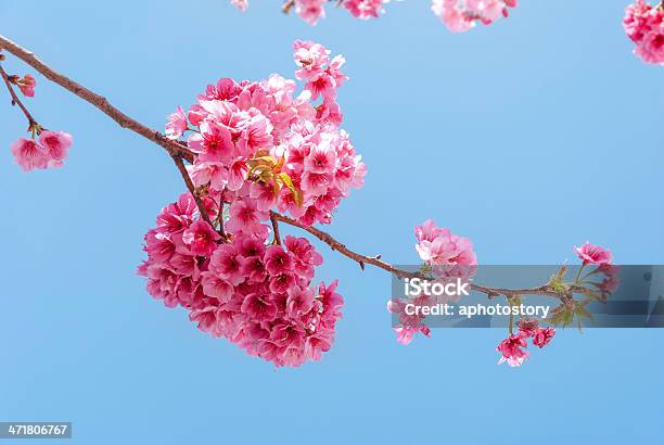 Kirschblüten - Fotografias de stock e mais imagens de Abelha - Abelha, Ajardinado, Ao Ar Livre