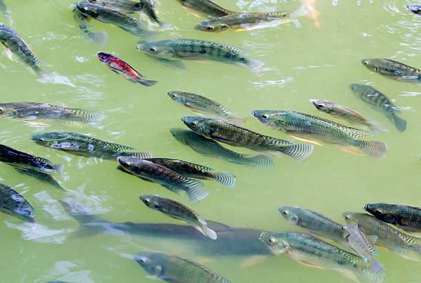 tilápia em farm - oreochromis niloticus - fotografias e filmes do acervo