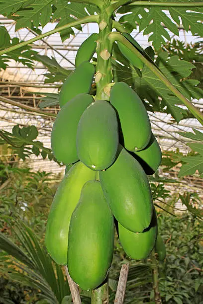 Photo of papaya tree