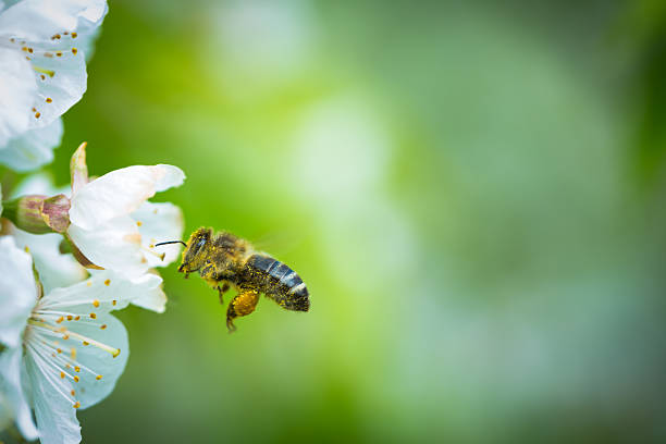 медоносная пчела на рейс приближаться цветущий вишня-дерево - bee swarm of insects beehive tree стоковые фото и изображения