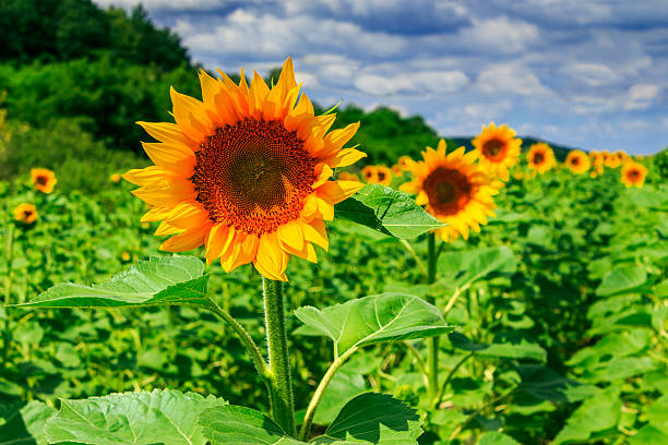 istock rows of young sunflowers horizontal 471807191