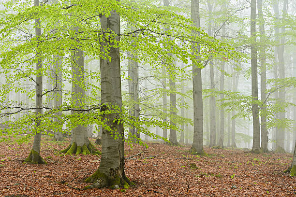 la forêt de hêtres brumeux arbre au début du printemps - beech tree wilderness area forest log photos et images de collection
