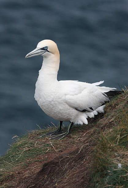 istock Gannet, Sula bassana 471807357