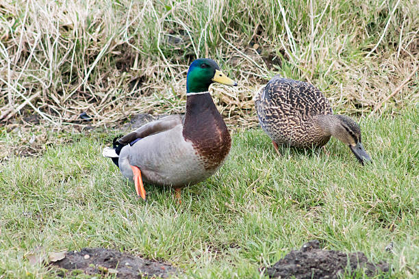 istock Mallard Duck couple 471807502