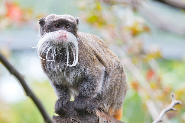 istock Emperor Tamarin monkey isolated close up portrait 471807546