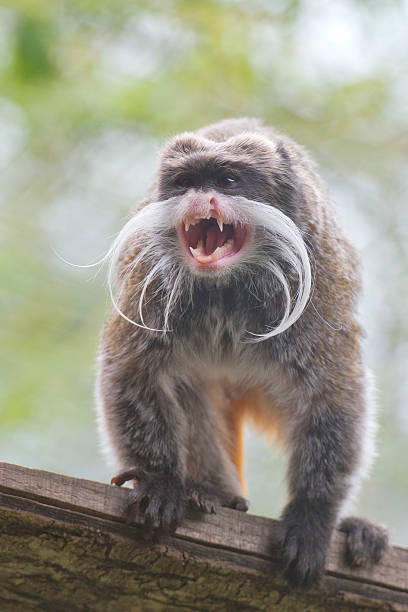 istock Emperor Tamarin monkey isolated close up portrait 471807556