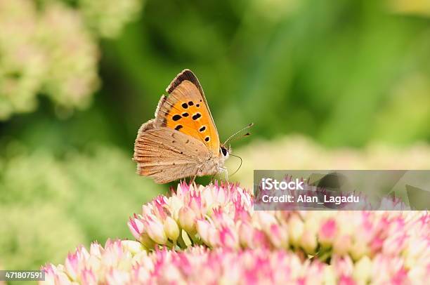 Lycaena Phlaes U K - Fotografias de stock e mais imagens de Lycaena phlaes - Lycaena phlaes, Animal selvagem, Borboleta