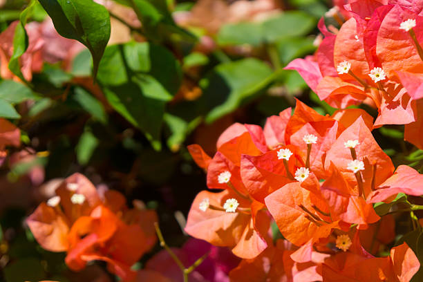 istock Tropical plants and flowers background 471807690