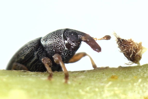 rice weevil a small insect with a hard shell, that eats grain, nuts and other seeds and destroys crops rice weevils sitophilus oryzae stock pictures, royalty-free photos & images