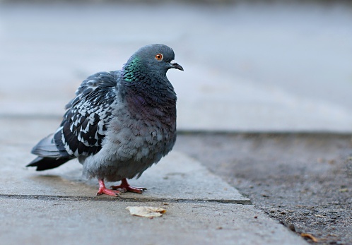 The pigeon sits on the sidewalk in a militant image and attentively looks round