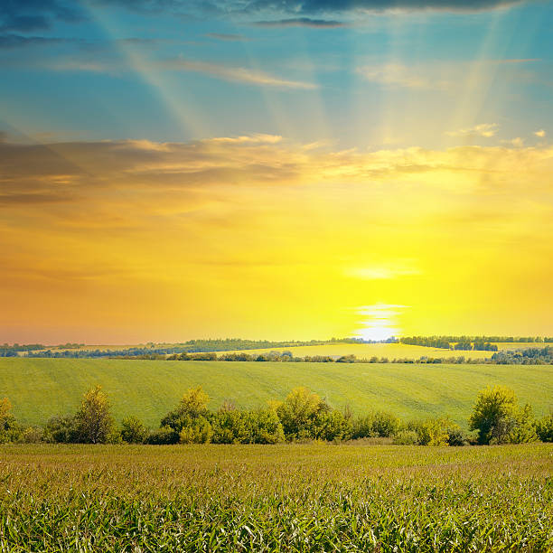 istock Sunrise in the countryside over a corn field 471808432