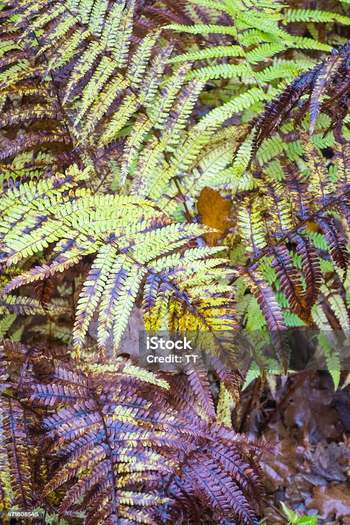 Fern leaves Fern leaves in autumn Autumn Stock Photo