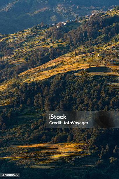 Golden Terraces Из Пшено Хозяйств Высокой В Гималаи Непал — стоковые фотографии и другие картинки Рисовое поле