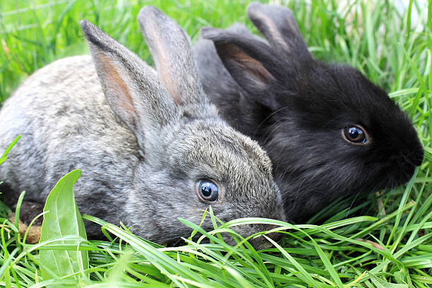 istock Pair of rabbits on the grass. 471809183