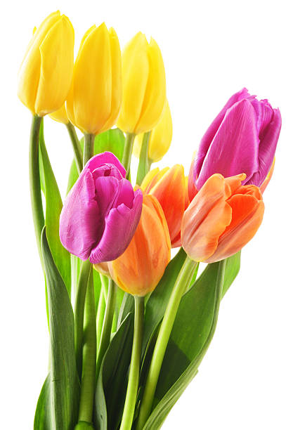 istock Bouquet of tulips isolated on white background 471809369
