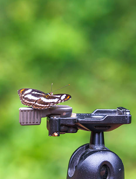 istock Beautiful butterfly in nature 471809455
